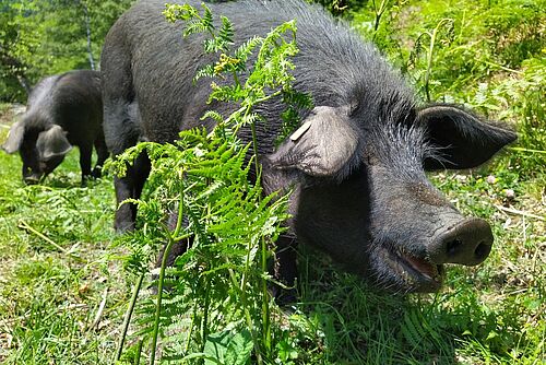 Un cochon noir mange des plantes vertes de fougère aigle.