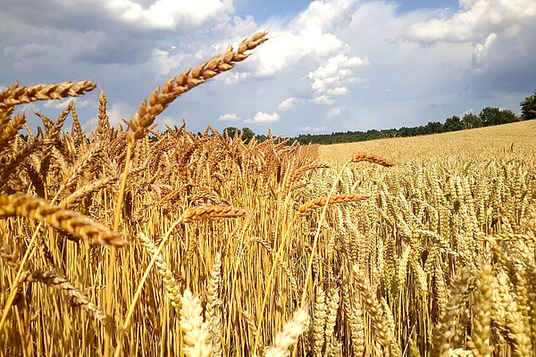 Champ de blé.
