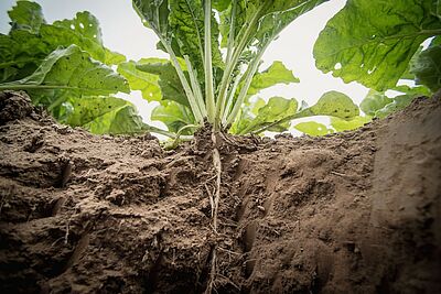 Terre avec plante de betterave à sucre.