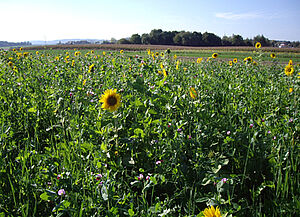 Engrais vert en pleine floraison. Quelques fleurs de tournesol sont visibles.