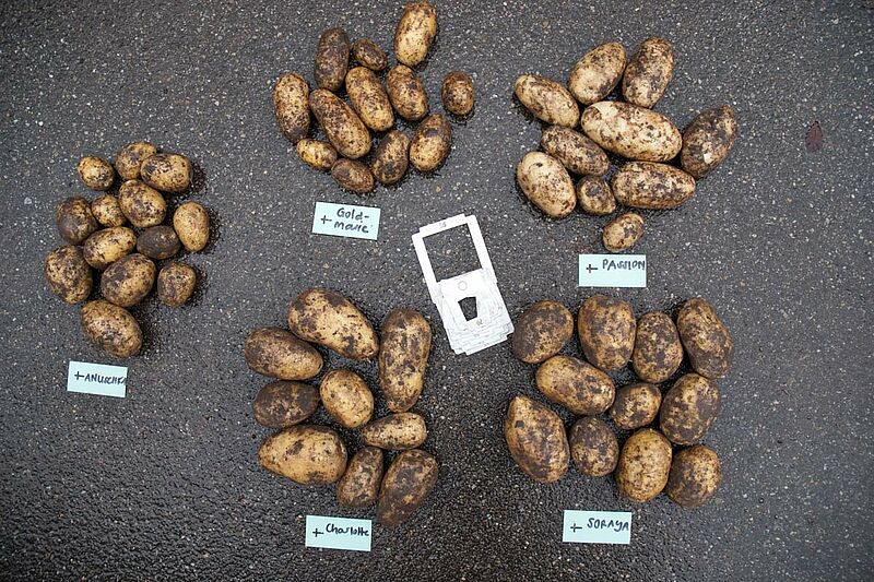 Régulation du ver fil de fer dans les pommes de terre bio