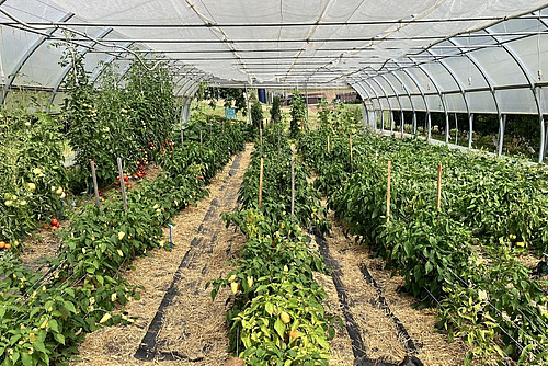 Tunnel en plastique avec plusieurs rangées de poivrons et de tomates.