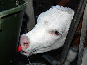 Un veau est en train de téter du lait à un abreuvoir spécialement prévu pour le lait entier réchauffé.