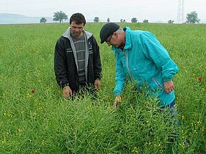 Un agriculteur et son conseiller dans un champ de colza bio