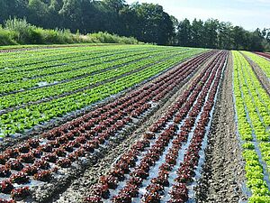 Cultures de salades sur films géotextiles  sur de longues planches; sur quelques planches il y a des salades rouges, sur la plus grande partie des planches il y a des salades vertes.