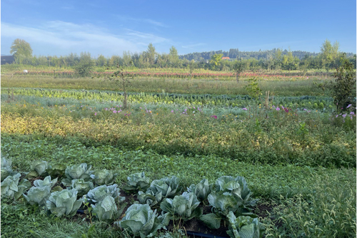 Légumes cultivés en bandes avec beaucoup de diversité.