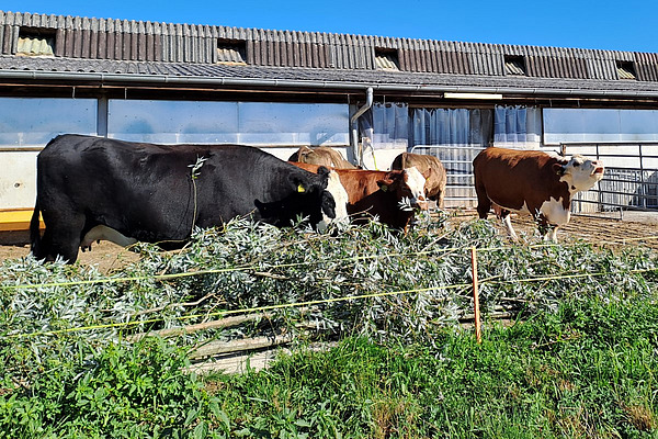 Dans une cour d'exercice, plusieurs vaches sont dehors et mangent des branches sciées avec des feuilles mortes.