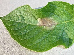 Tache de mildiou sur une feuille de pomme de terre