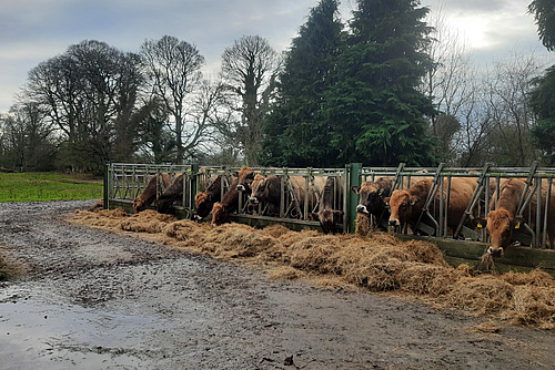 Les vaches Aubrac sont placées à des cornadis en plein air.  