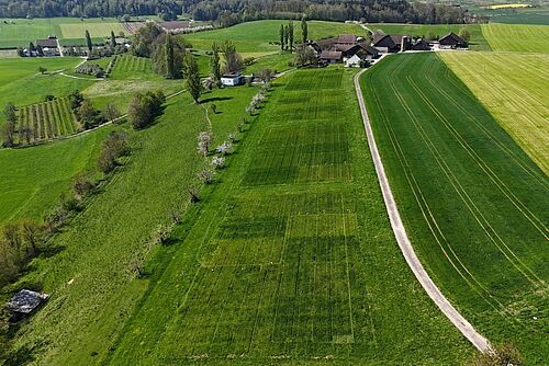 Vue aérienne d'un champ vert de blé d'hiver.