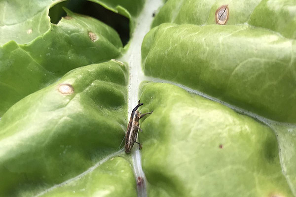 Meldung Rübenrüssler Un lixus de la betterave sur une feuille de côte de bette.