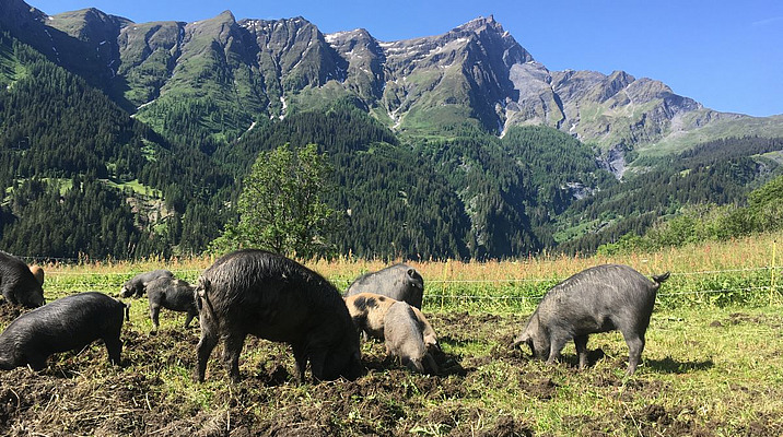 Exemples pratiques de la mise à mort des porcs à la ferme Des cochons Noirs des Alpes dans un pâturage avec des montagnes en arrière-plan.