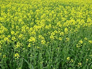 Champ de colza en fleur