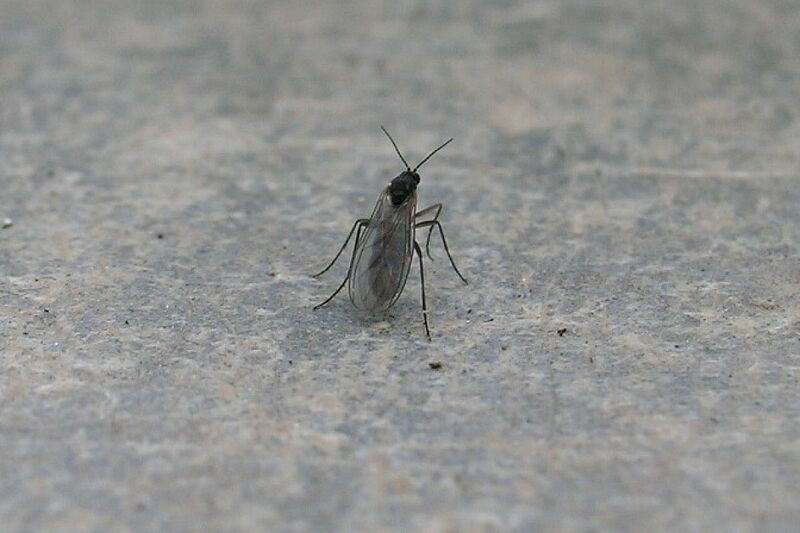 Insectes à surveiller : les mouches du terreau