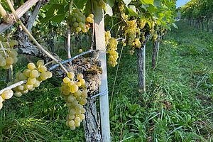 Une rangée de vignes avec des raisins jaunes.