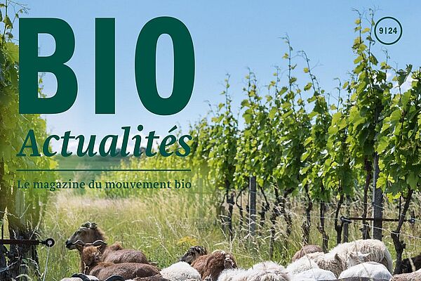 Page de couverture du Bioactualités 9|24: Des moutons et des chèvres dans un vignoble.