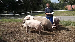 Un homme dans un groupe de porcs dans le champ