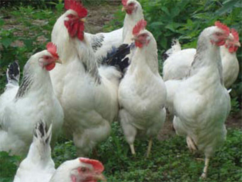 Donner des graines de lin aux poules : quels avantages pour les oeufs ?