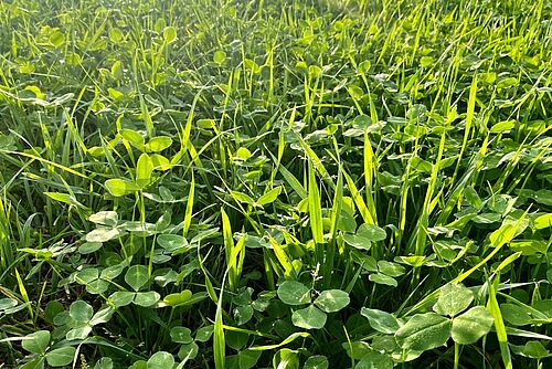 Le trèfle et les plantes herbacées brillent en vert sous la lumière du soleil.  