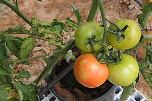 [Translate to Französisch:] Quatre tomates sur une plante, dont trois sont vertes et une marbrée vert - orange. 