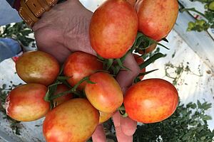 Une main tient de nombreuses tomates décolorées par des taches.  