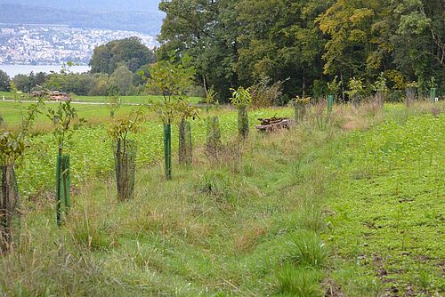 [Translate to Französisch:] Une rangée d'arbres de différentes espèces plantés récemment, au-dessus desquels on peut voir un fossé recouvert d'herbe. 