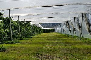 Plantation de cerises. Photo: FiBL.