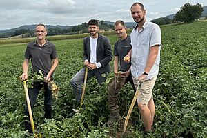 Quatre hommes avec des outils dans un champ de pommes de terre. 