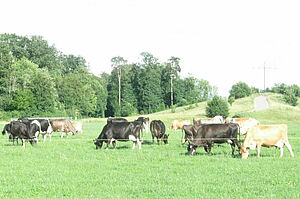 Des vaches sur la pâturage.