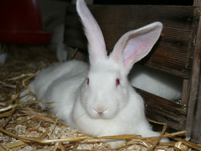 Litière de paille bio pour lapins- Rabbits World