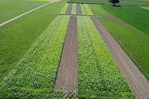 Des champs avec alternance d'engrais verts et de sols ouverts.