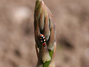 Coléoptère à 6 points sur une pointe d'asperge