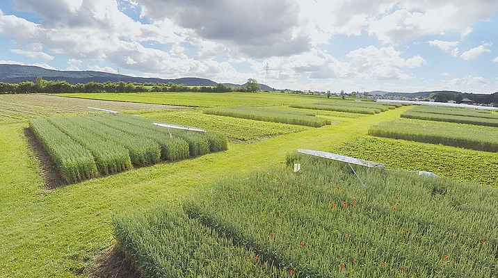 Vue aérienne des parcelles expérimentales de l'essai DOK.