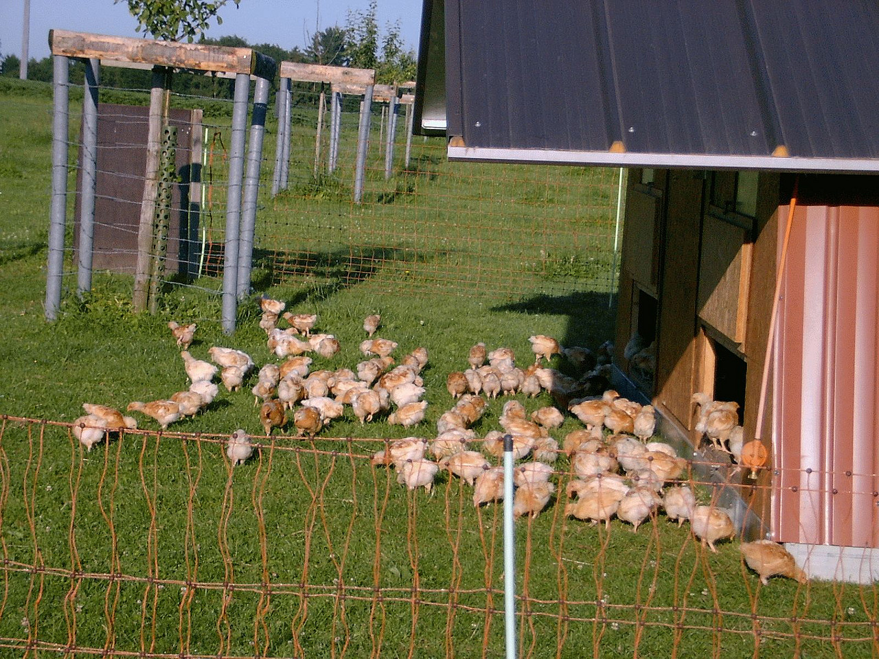 Poulets bio en plein air