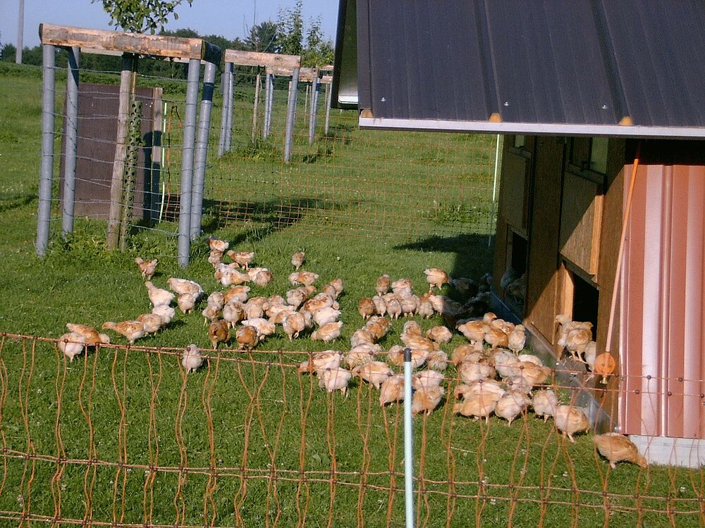 Cuisses de poulet bio - Volaille bio - Nature de France