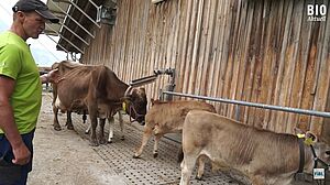 Un fermier regarde ses veaux, dehors de l'étable