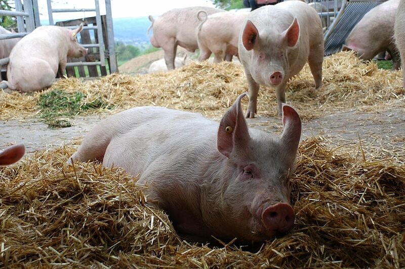 Producteurs de porc bio cherchent une race que l'on peut affourager avec ce  qu'il y a sur l'exploitation