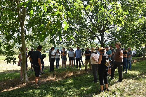 Un groupe de personnes se tient sous de jeunes noyers et discute.