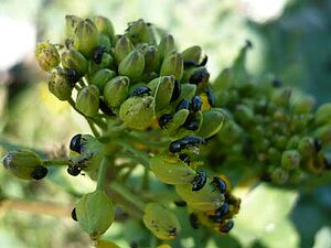 Méligèthes sur des boutons floraux de colza