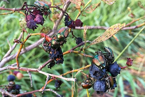 Eine Gruppe von Japankäfern (grün-metallisch mit kupferfarbenen Flügeln) sitzt auf zerstoerten Heidelbeeren und beschaedigten Zweigen. 