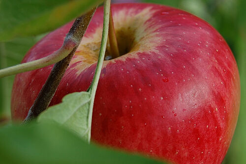 Gros plan sur une pomme.