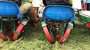 Machine à planter les jeunes plants de légumes dans un champ recouverts de paillis