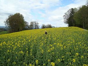 champs de colza fleurissant avec un homme au milieu