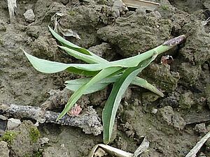 Plantule de maïs arrachée par une corneille.