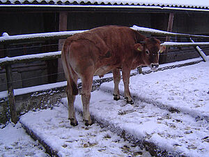 Courette pour vaches avec escaliers