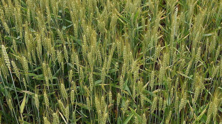 Des épis de blé sur un champs