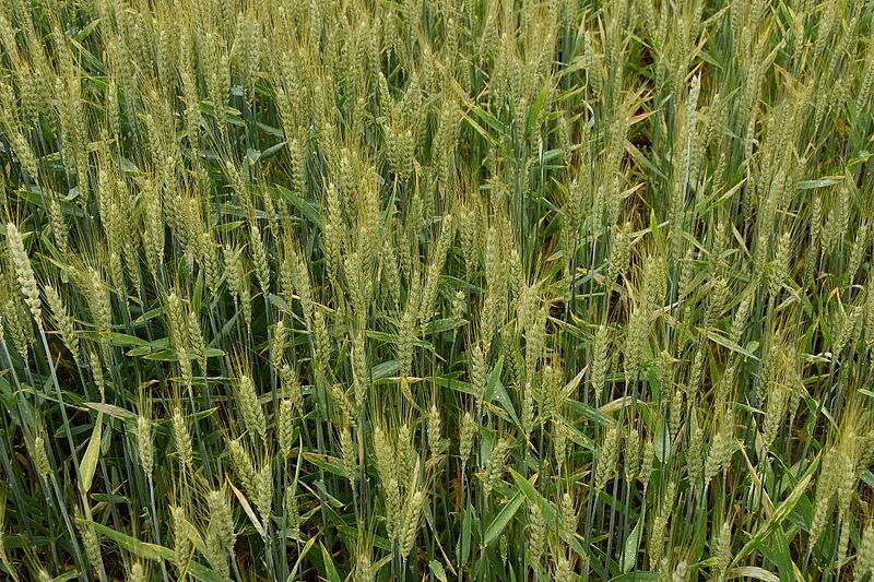 Quels sont les critères de qualité pour commercialiser les blés ?