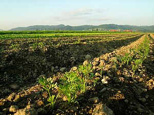 Jeunes carottes cultivéess sur butte