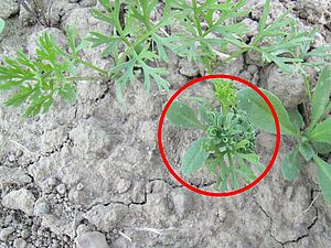 Plantule de carottes avec des feuilles rabougries par le psylle de la carotte.