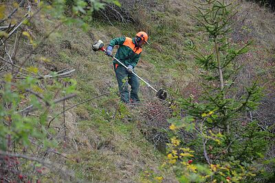 Travail à la broussailleuse équipée d'une lame de scie